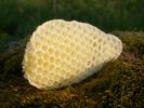 apiculture-01.jpg