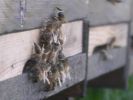 apiculture-05.jpg