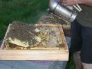 apiculture-14.jpg